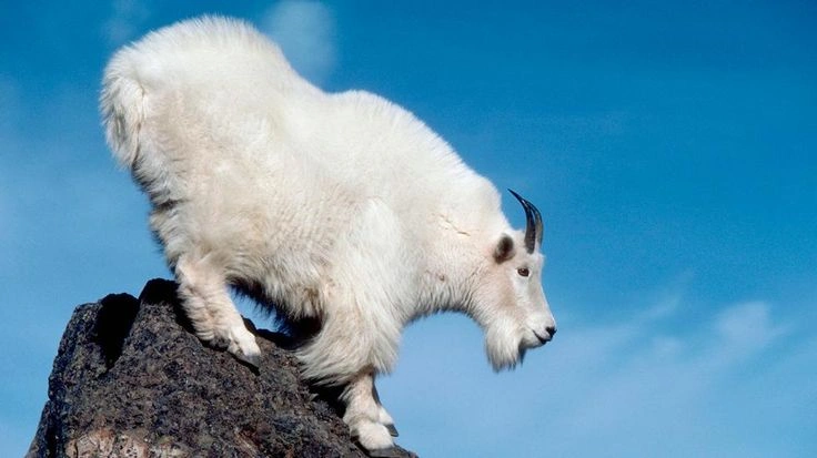 Climbing Adaptations