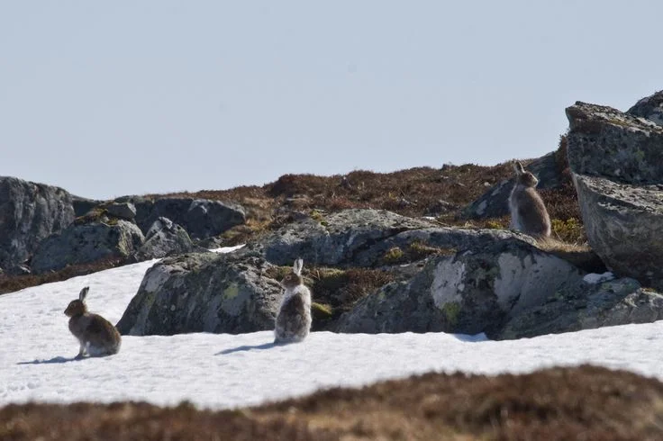 What does mountain hare decline look like in 2026?