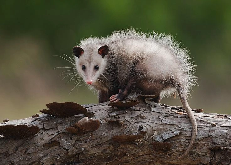 What Is an Opossum?