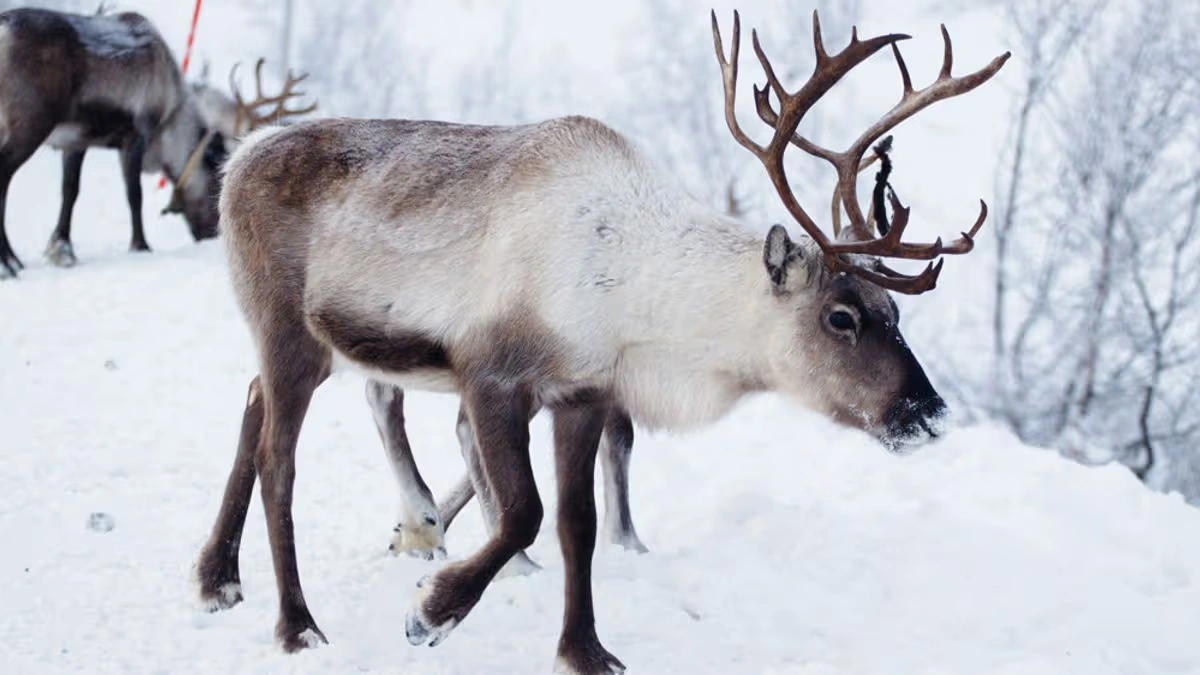 nordfjella reindeer cull
