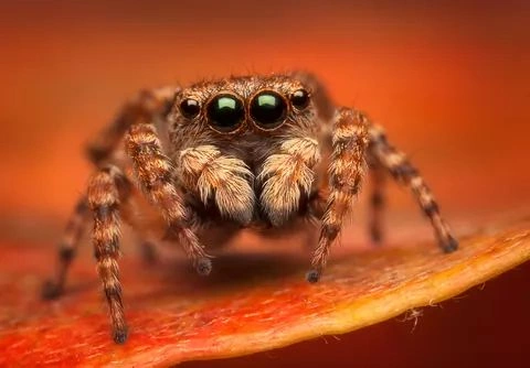 How Do Jumping Spiders Hunt?