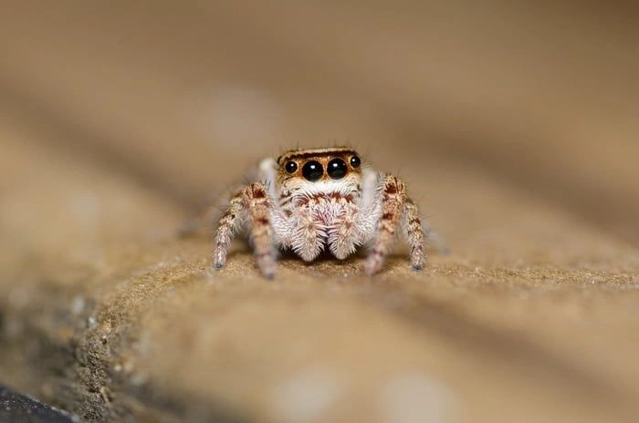 Are Jumping Spiders Dangerous?