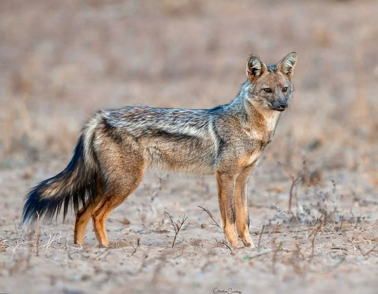 Side-Striped Jackal