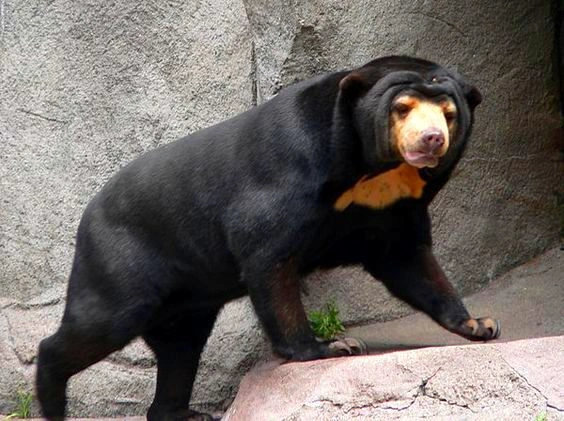 What Is a Sun Bear?