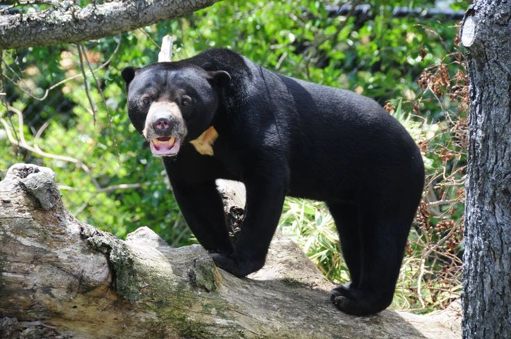 How Big Is a Sun Bear?