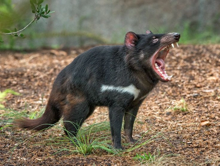 Tasmanian Devil Behavior
