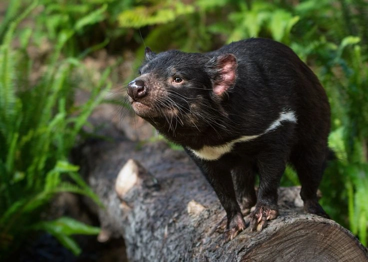 Why Tasmanian Devils Matter to the Ecosystem