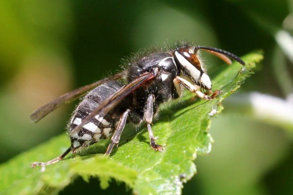 Bald-Faced Hornet: A Common Name Trap