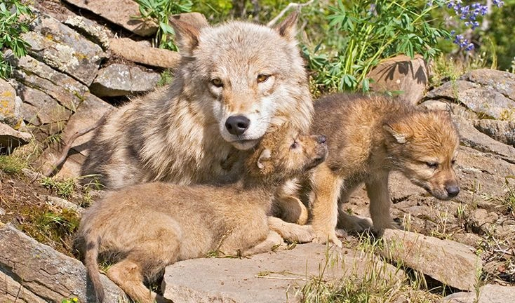 71. Some Animals Care for Their Young