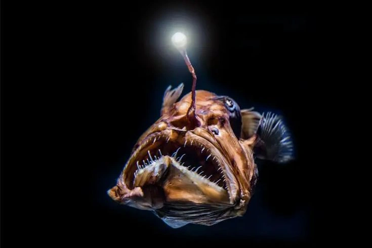 How Do Anglerfish Survive in the Deep Ocean?