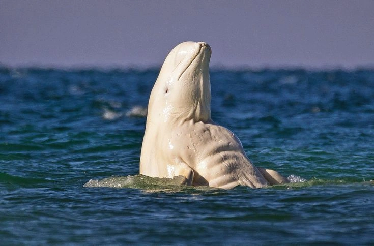 Beluga Whale Behavior and Social Life