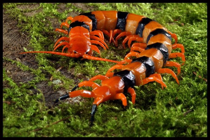 Giant Centipedes