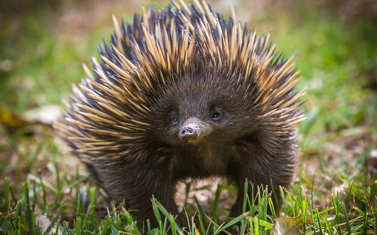 How Do Echidnas Reproduce?