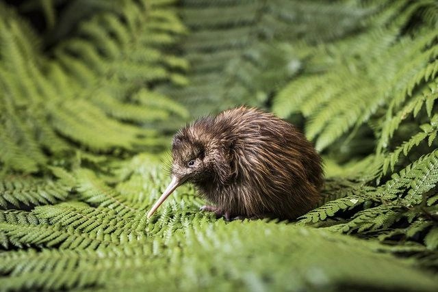 Where Do Kiwi Birds Live?