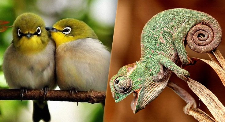 4. Animals Can Be Vertebrates or Invertebrates