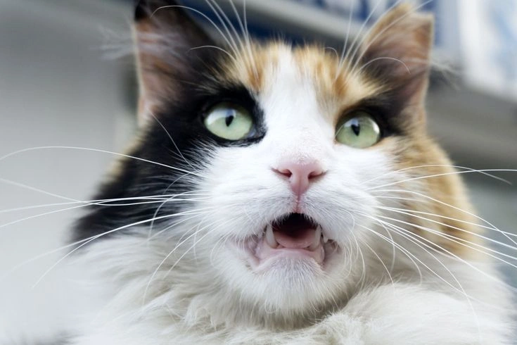 52. Cats Use Scent Marking