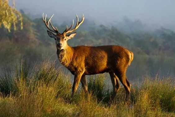 What does red deer expansion in Norway look like in 2026?