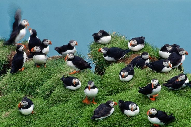 Birds