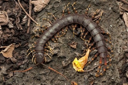 Bark Centipedes
