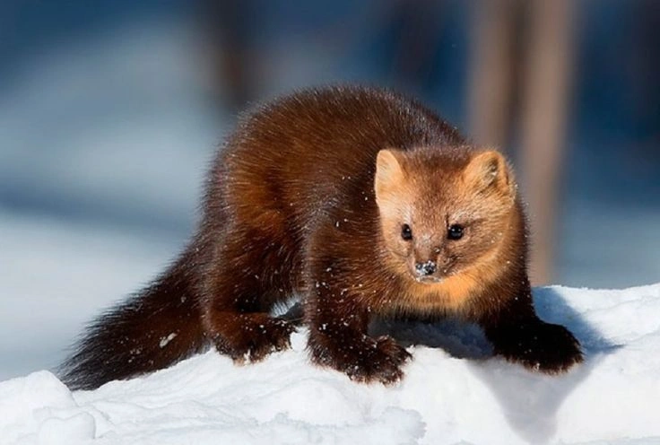 Where Do Minks Live?