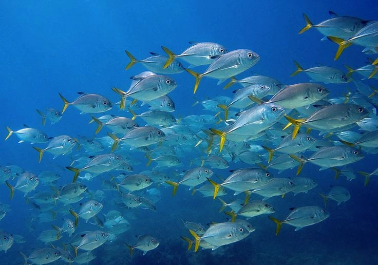 Fish