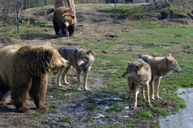 What about lynx, bears, wolves, and wolverines?