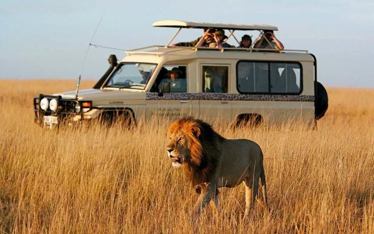 What do the latest wildlife vehicle collision statistics show?