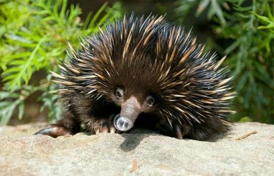 How Do Echidnas Protect Their Young?