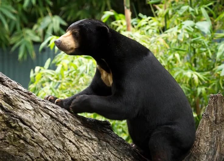 What Is Sun Bear Behavior Like?