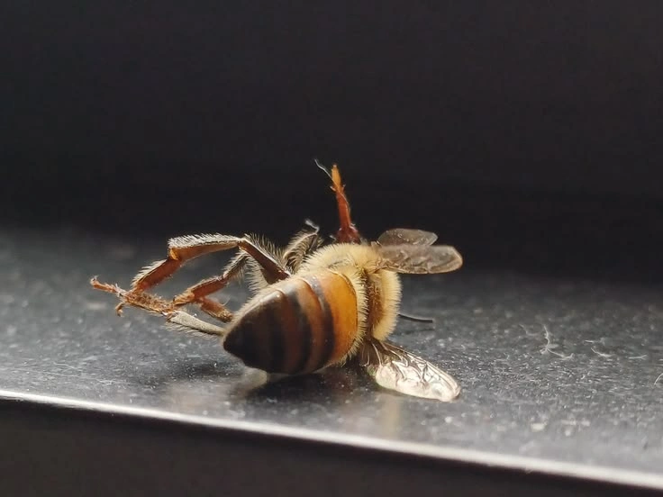 Why the Murder Hornet Matters