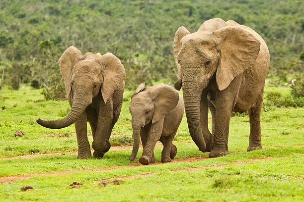 Mammals