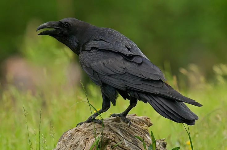 Where does corvid management fit in?