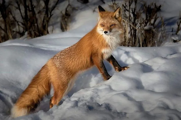 Does red fox control help mountain hares?