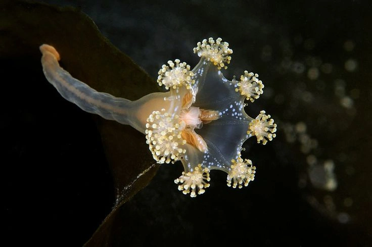 Stalked Jellyfish