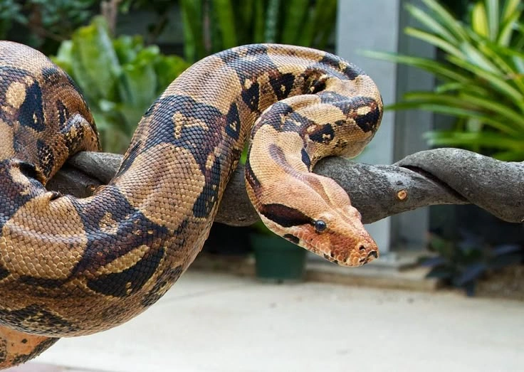 Constrictor Snakes