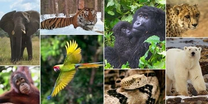 Behavioral Adaptations