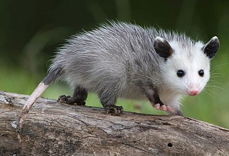 What Do Opossums Eat?