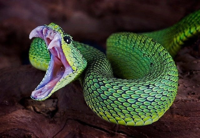 Venomous Snakes