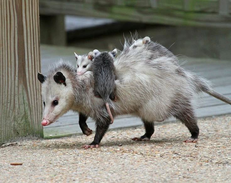 How Long Do Opossums Live?