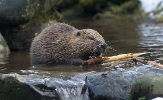 How Beaver Dams Change Ecosystems