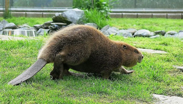 Why Do Beavers Build Dams?