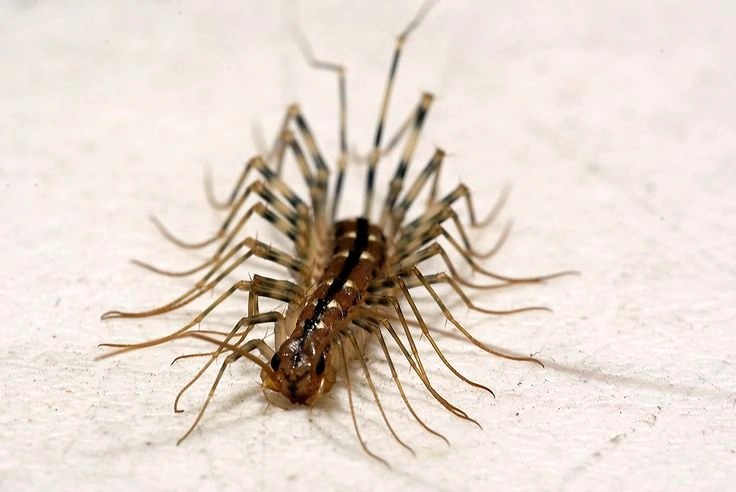 House Centipede