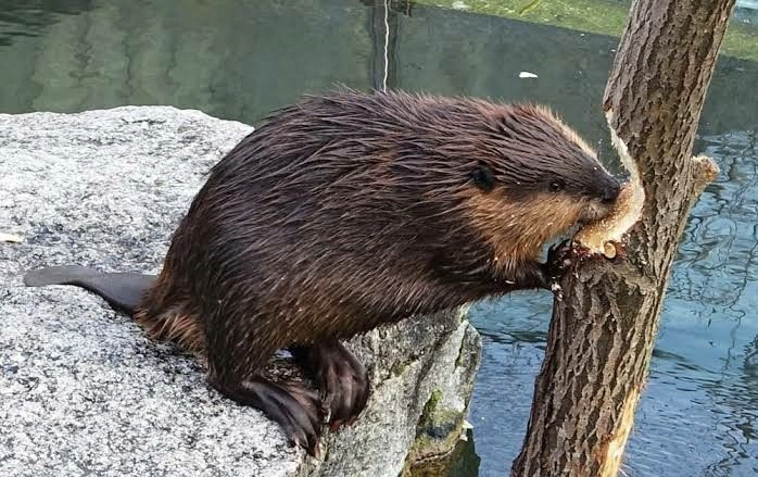What Is a Beaver?