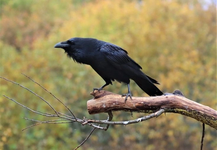 How Do Ravens Communicate?