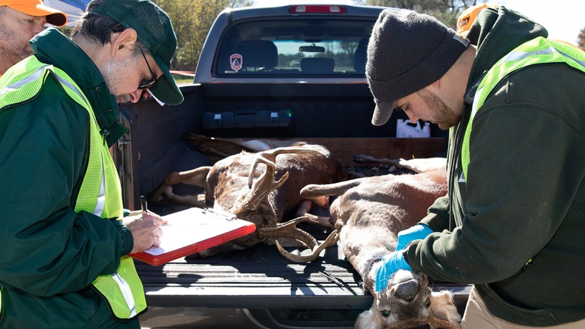 chronic wasting disease