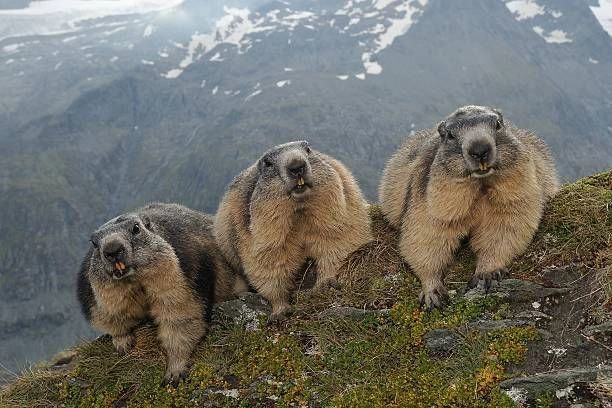 Groundhog Breeding and Young