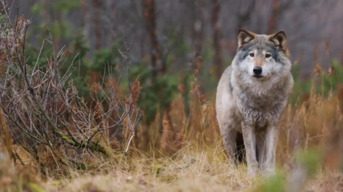 wolf encounter