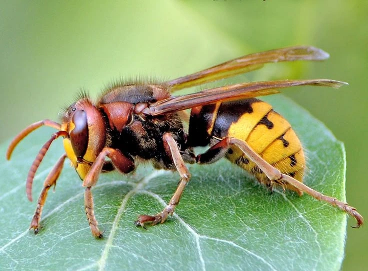 How Big Can a Hornet Nest Get?