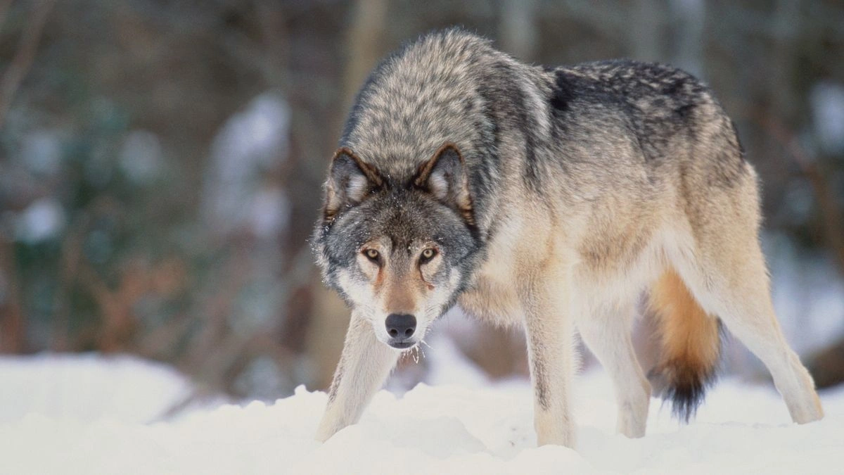 wolf encounter