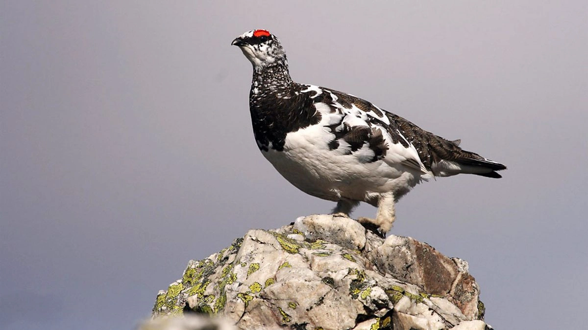 ptarmigan hunting